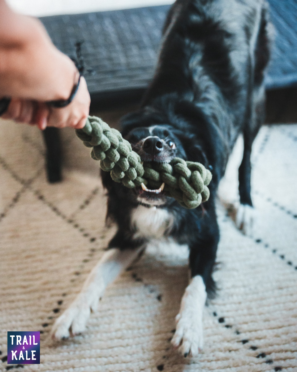 Wolf Republic review dog gear Trail and Kale web wm 36