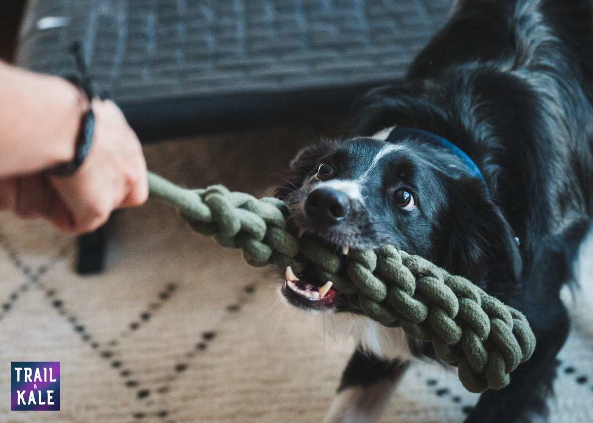 Wolf Republic review dog gear Trail and Kale web wm 38