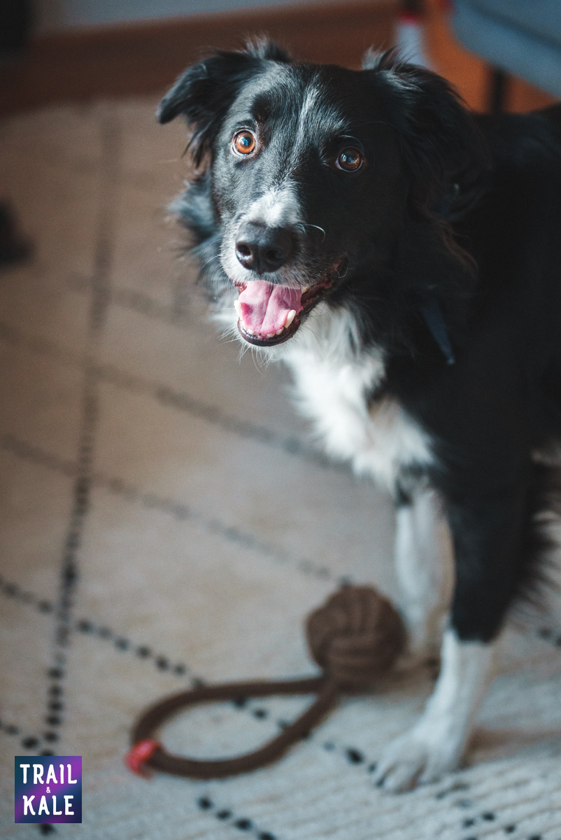 Wolf Republic review dog gear Trail and Kale web wm 40