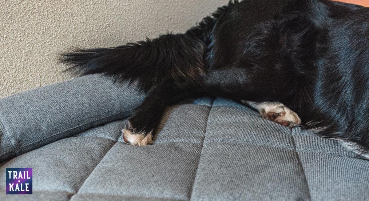 YETI Dog bed review trail and kale web wm 11