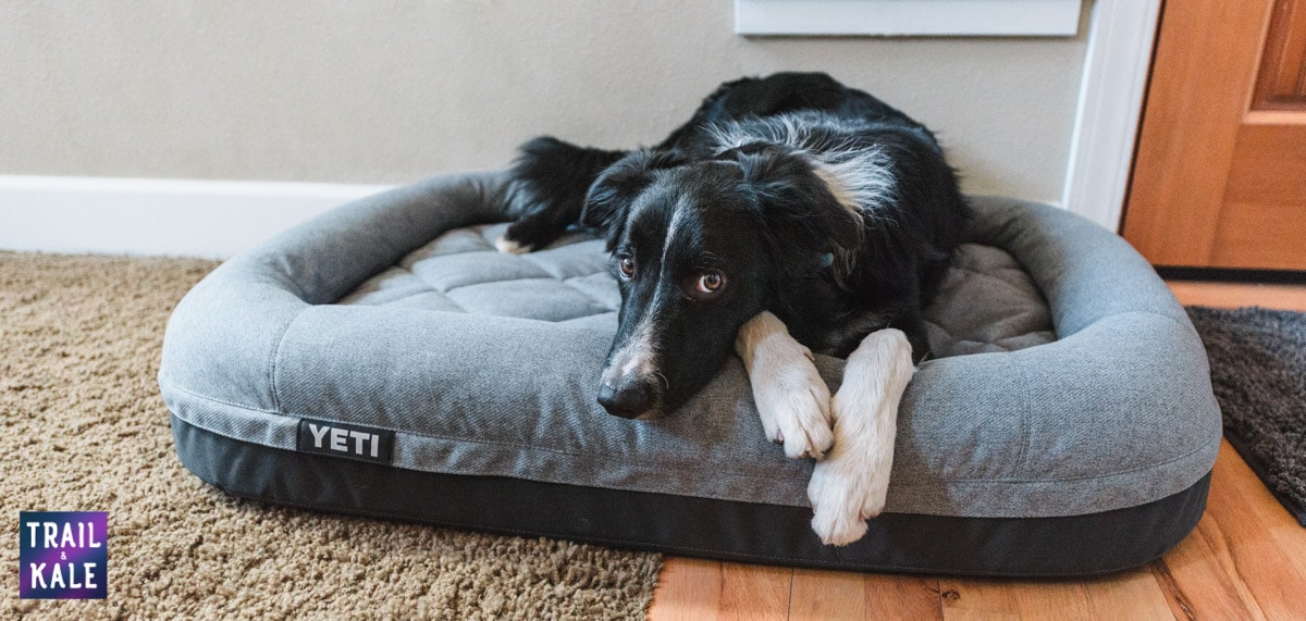 FAQ about CBD for calming pets trail and kale web wm 6