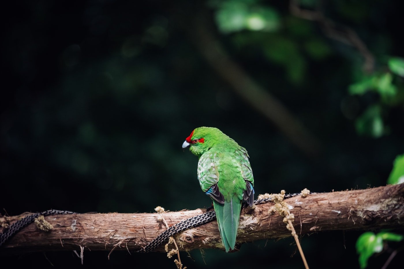 Zealandia Bird