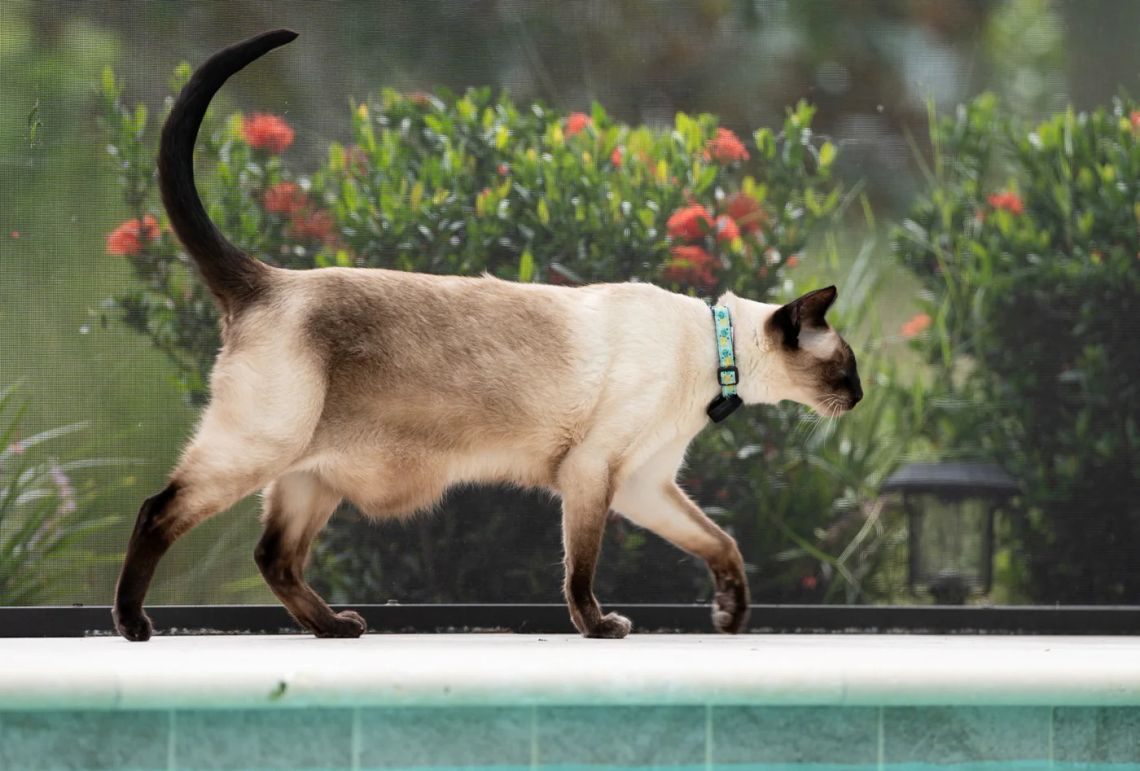 Fi Mini GPS tracker review - GPS tracking for cats and small dogs