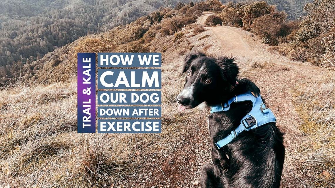 how to calm your dog down after exercise Trail Kale