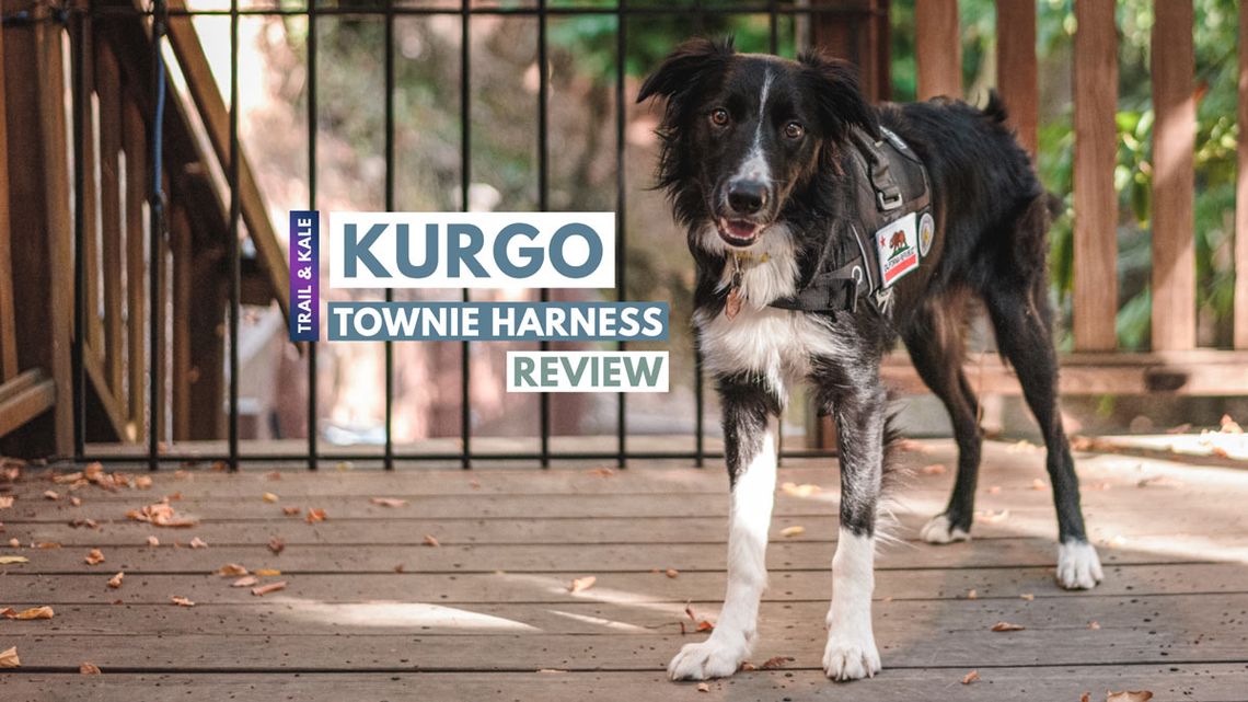 Kurgo Townie Harness Review trail and kale