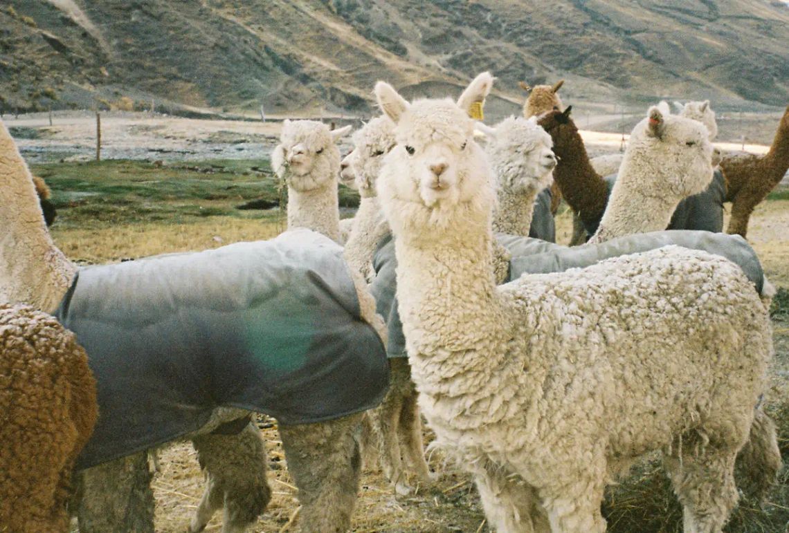PAKA Expands Traceable Alpaca Program To Full Product Line