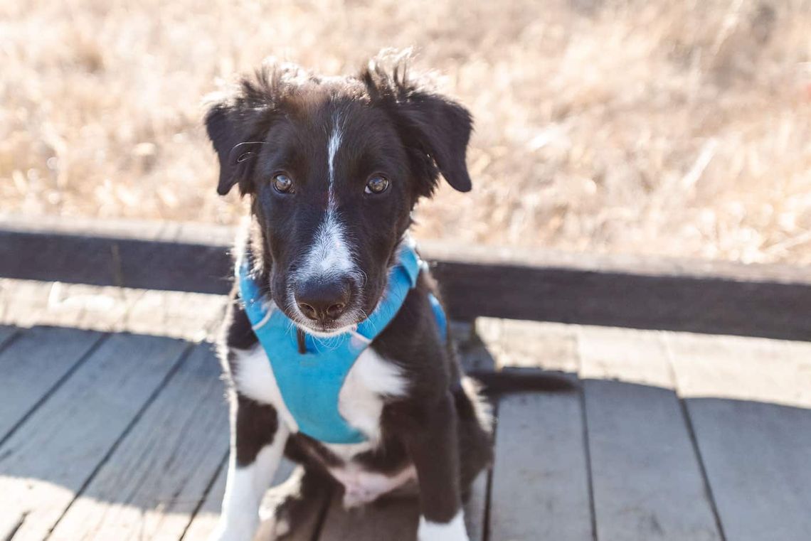 Ruffwear Front Range Harness review trail and kale lrg 1