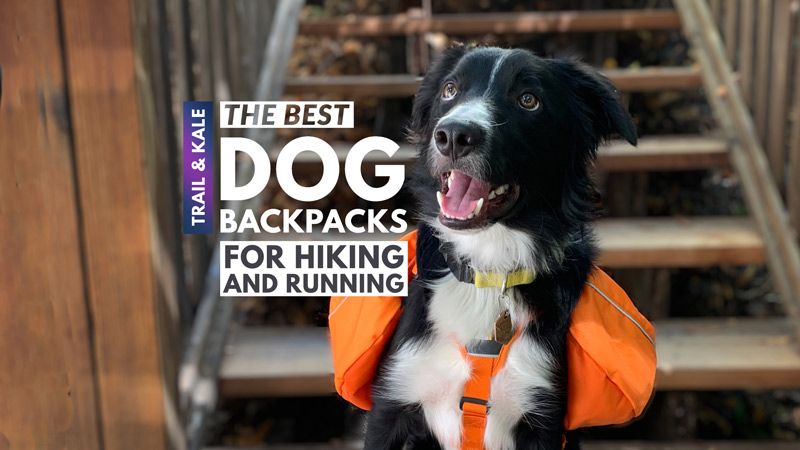 The Best Dog Backpacks for hiking and running Trail and Kale