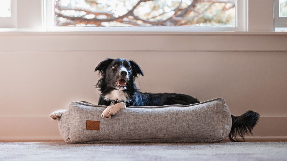 Toby & Ace Buddy Bed Review for dogs