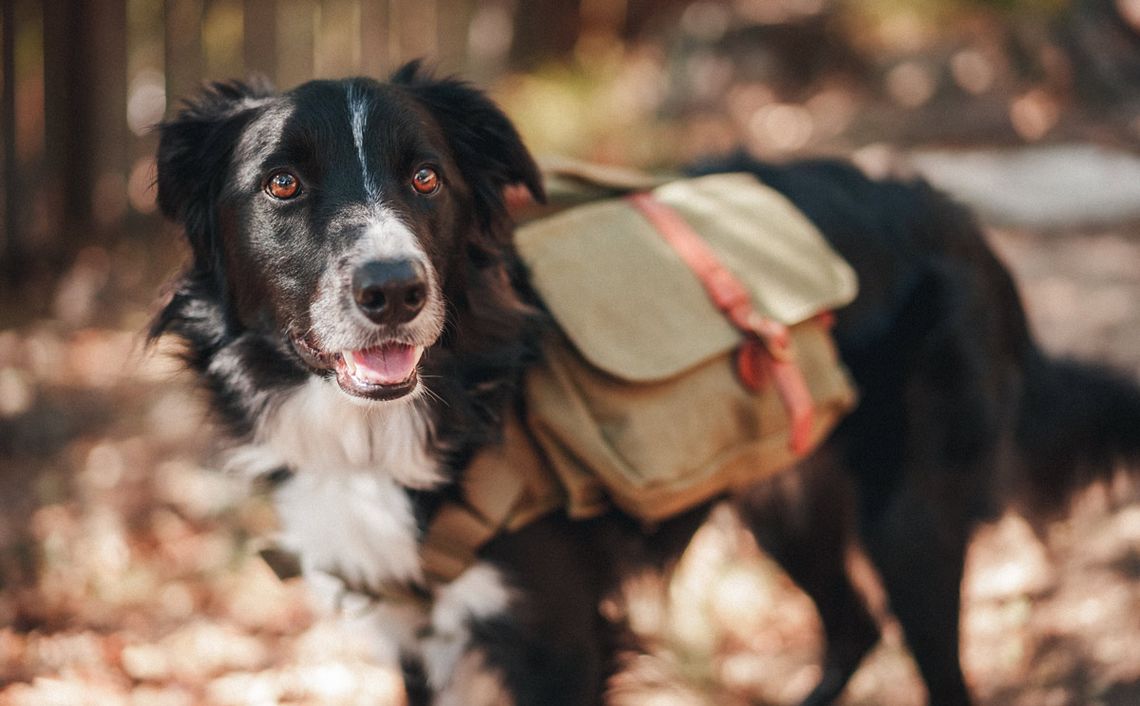 Wolf Republic review dog gear featured alt 2