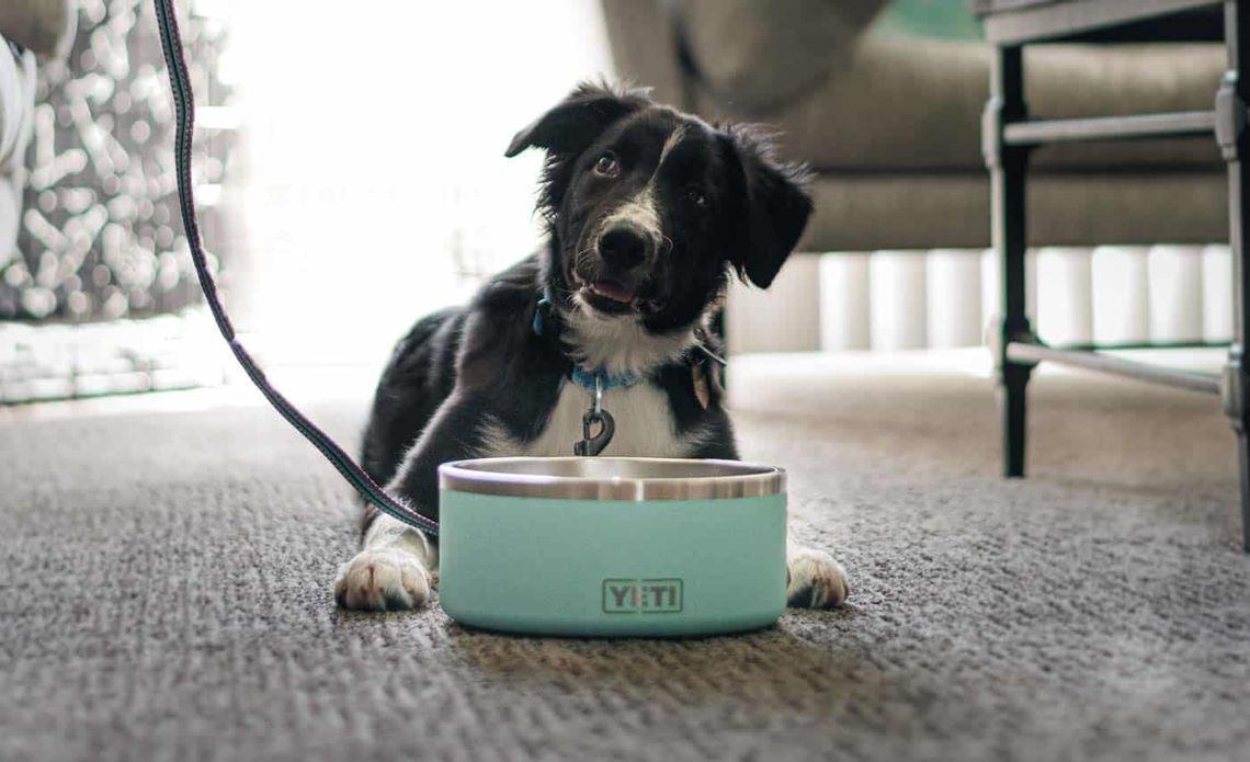 YETI Boomer Dog Bowl Review trail dogs trail and kale lrg 1