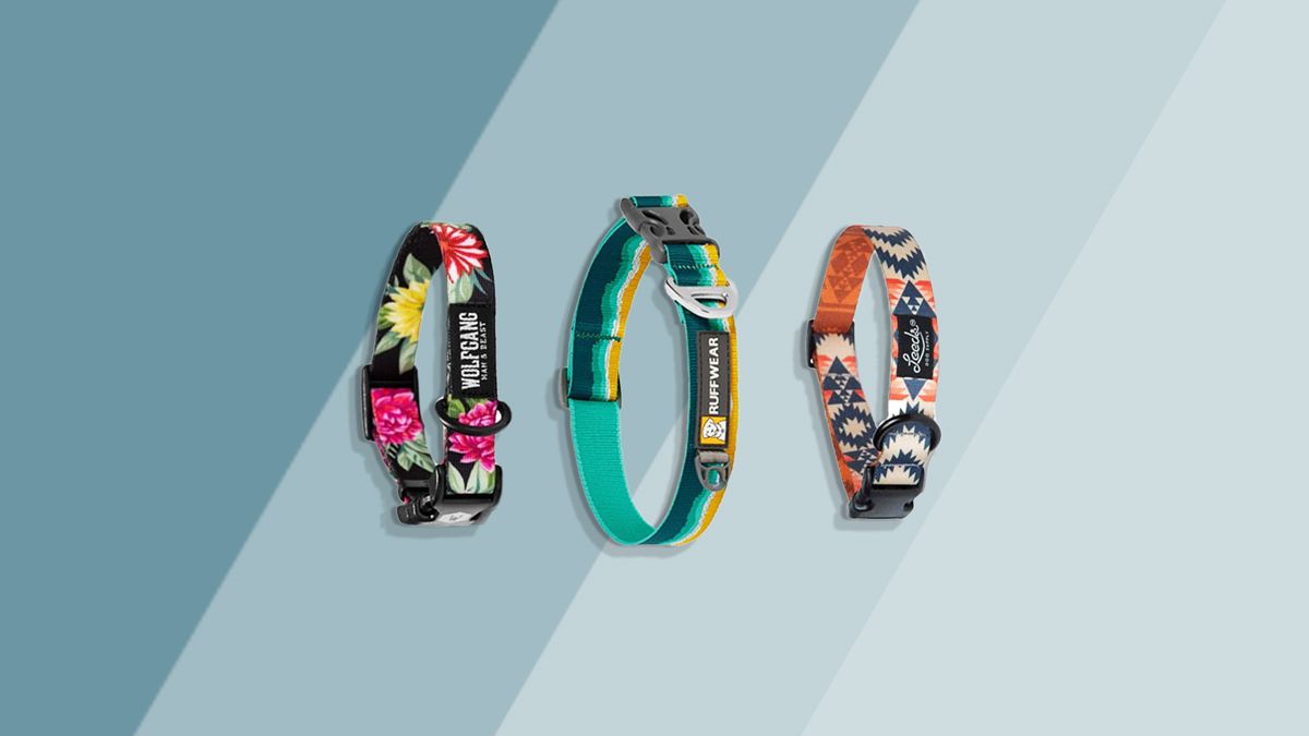 best dog collars For Adventure Dogs Trail and Kale Approved