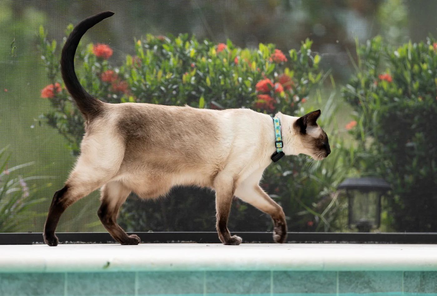 Fi Mini GPS tracker review - GPS tracking for cats and small dogs