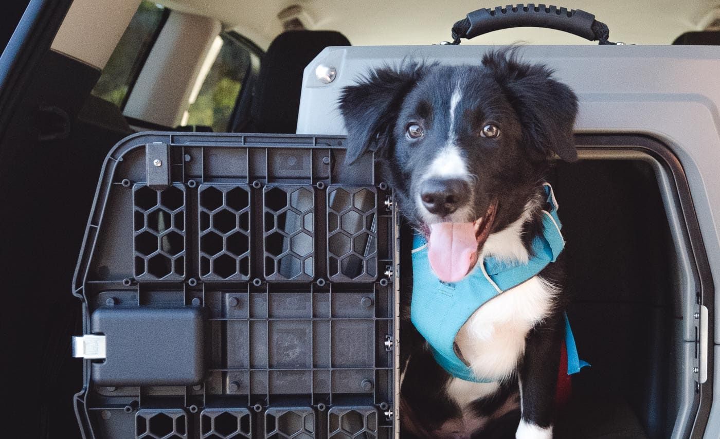 Gunner Kennels G1 Review trail and kale lrg 4