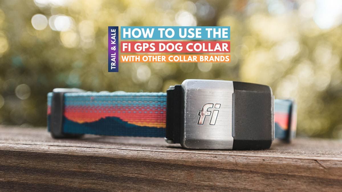 How To Use The Fi GPS Dog Collar With Other Collar Brands Like Ruffwear