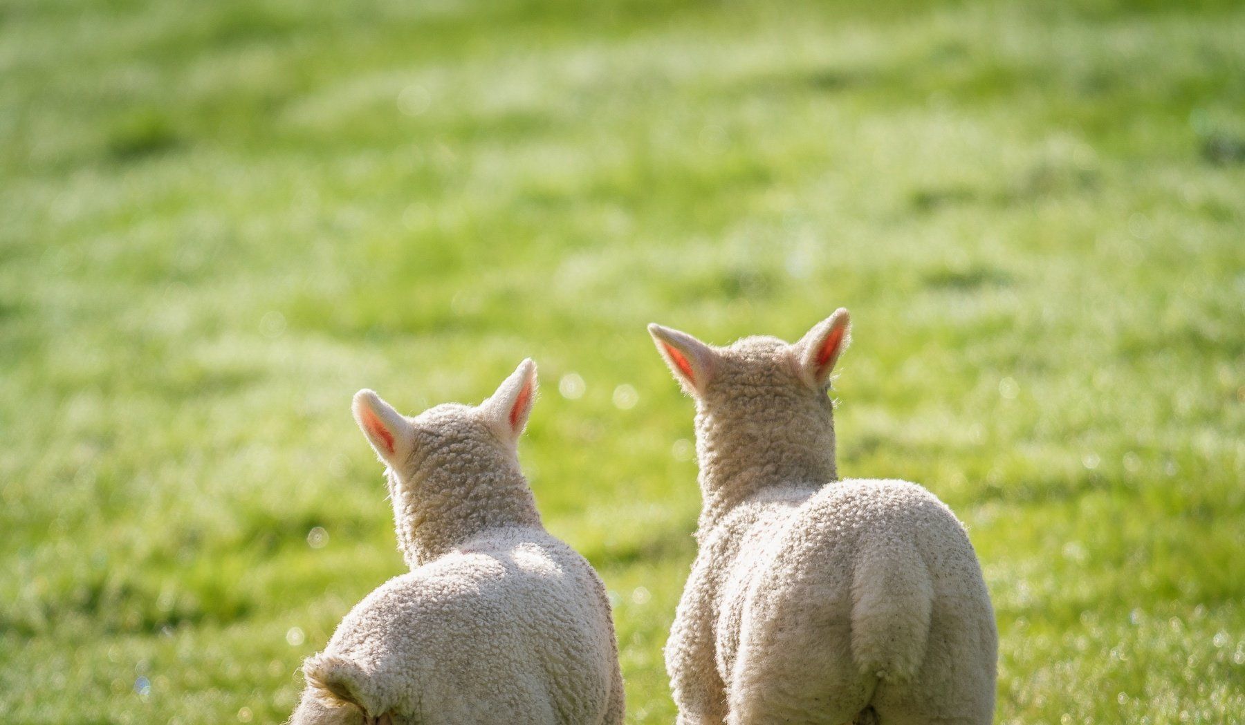 benefits of a plant based diet for athletes