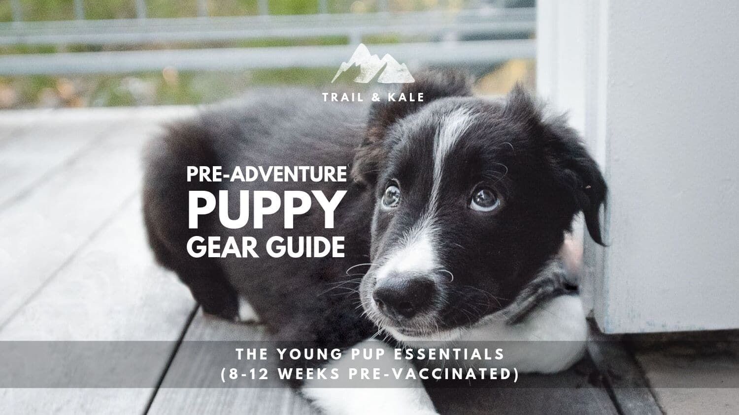 Pre Adventure Puppy Gear Guide the young pup essentials trail and kale