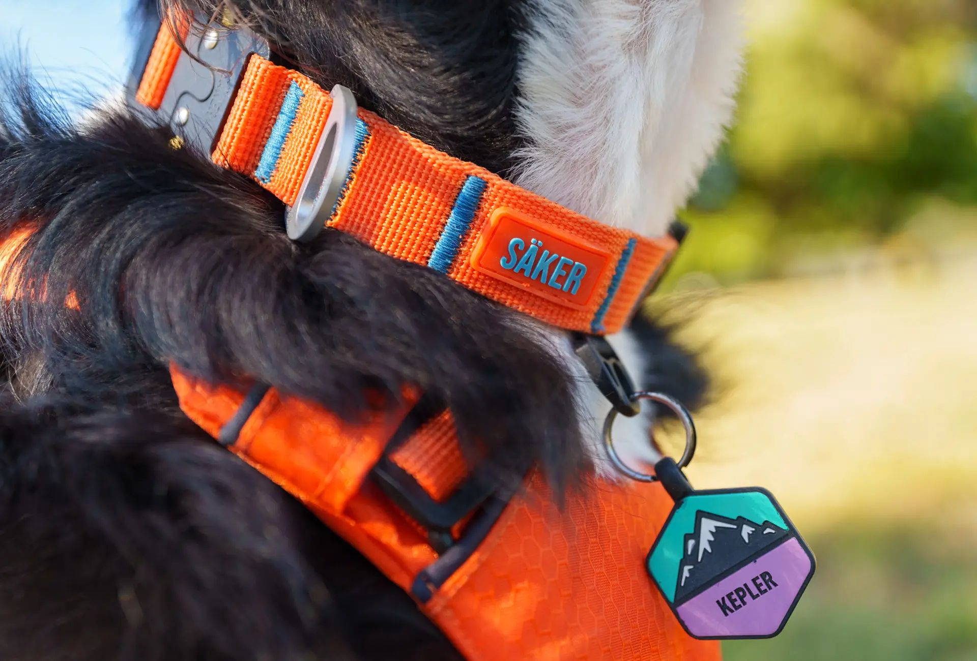 Säker Canine Canyon Harness Review: Gear For The Most Adventurous Of Dogs