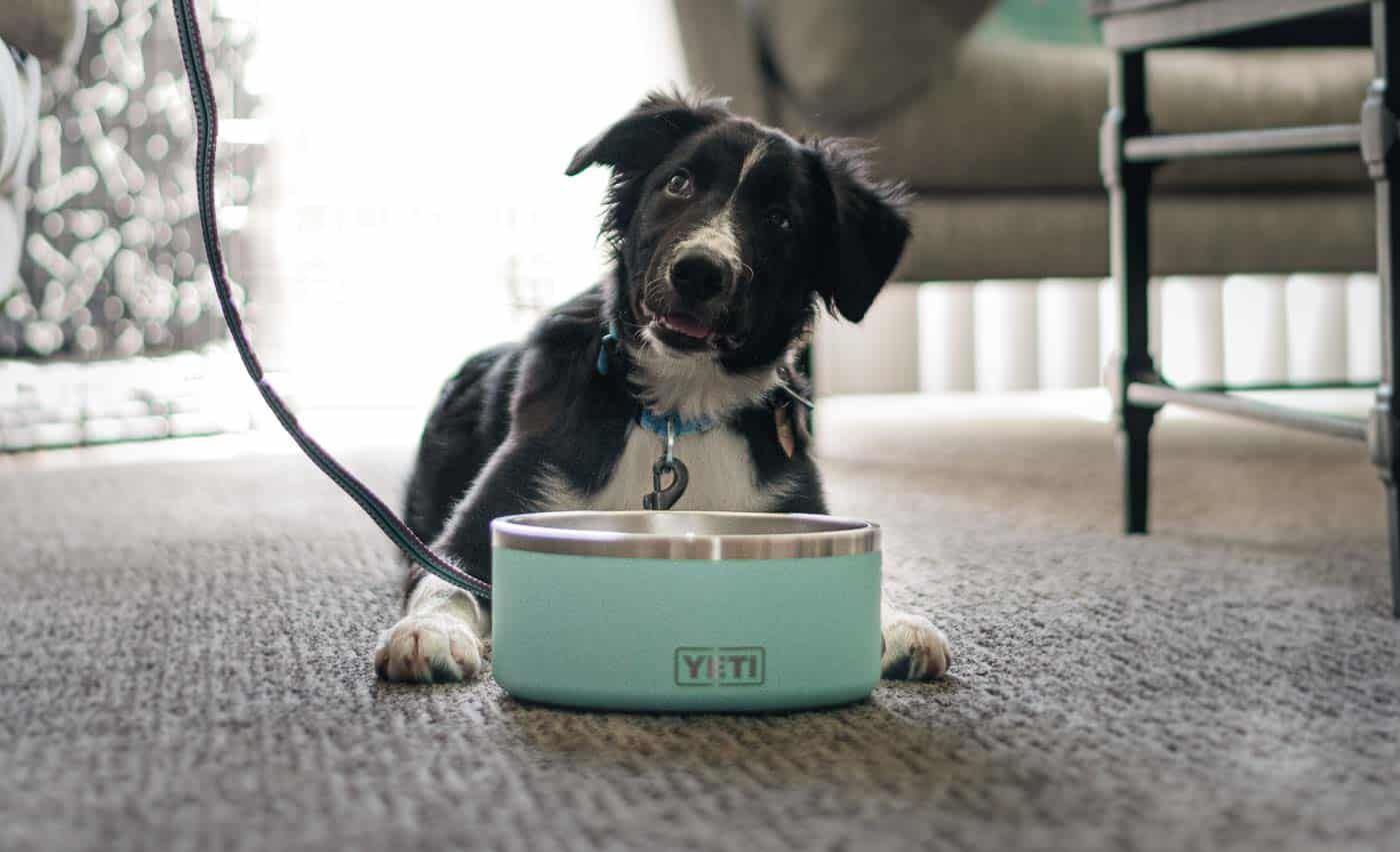 YETI Boomer Dog Bowl Review trail dogs trail and kale lrg 1