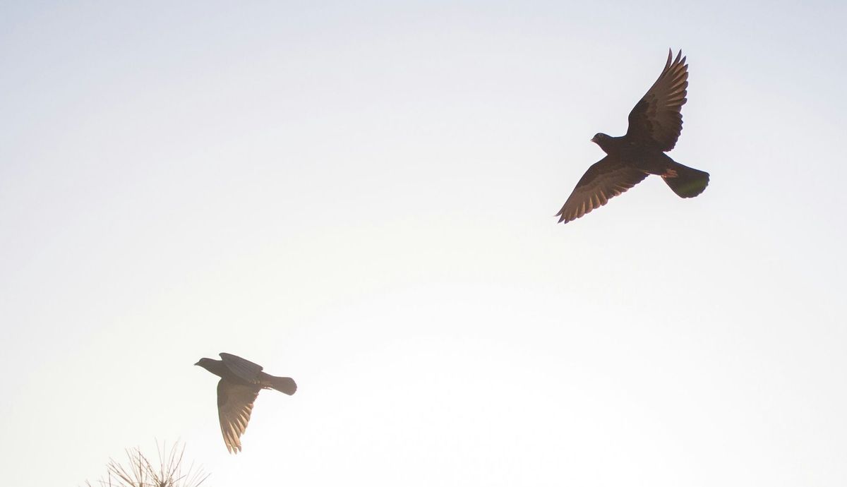 War Christus Datenschützer?