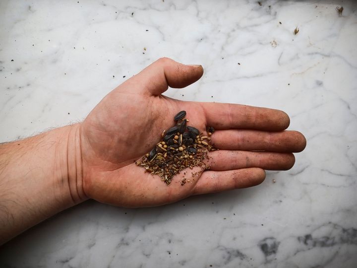 Eine geöffnete Hand, in der sich verschiedene Samen befinden.