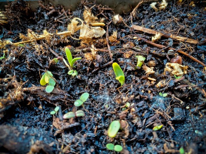 Winzige Pflänzchen kommen aus der Erde.