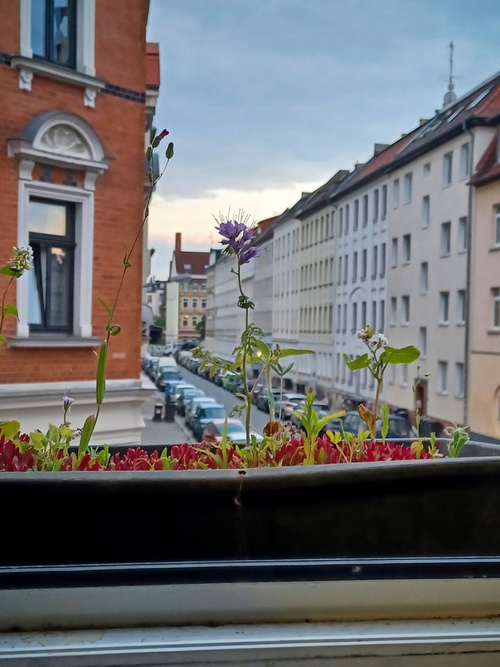 Abendlicher Blick aus einem Fenster mit Wildblumen, die in einem Balkonkasten blühen.