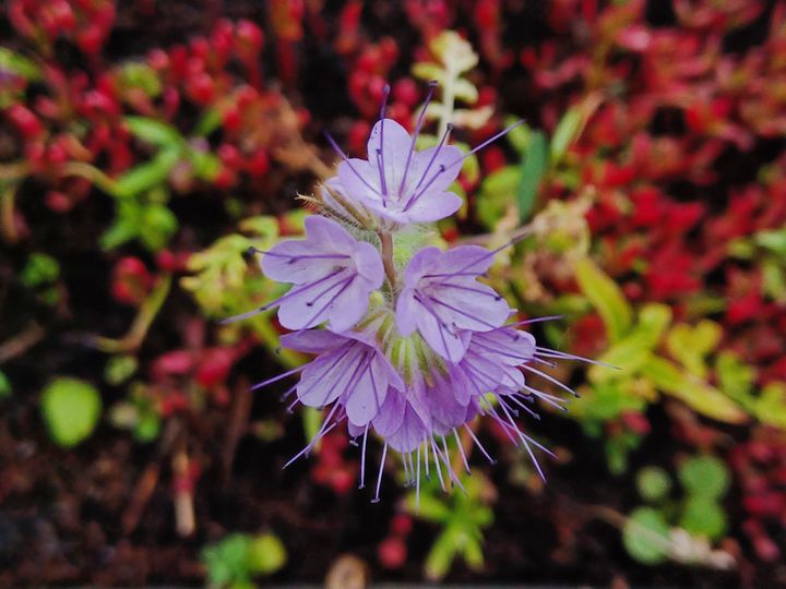 Eine lilafarbene Blüte in dicht bewachsener Erde. 