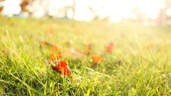 A close-up photograph of green grass sprinkled with fallen orange autumn leaves, illuminated by bright, warm golden hour sunlight with a softly blurred background.