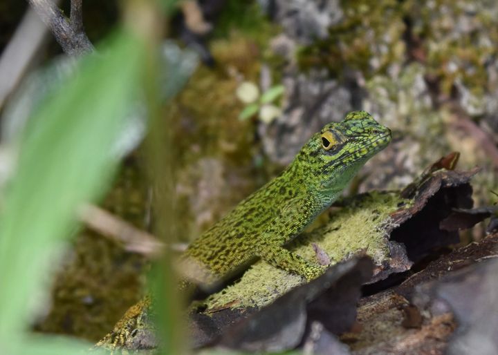 Anolis distichus ignigularis