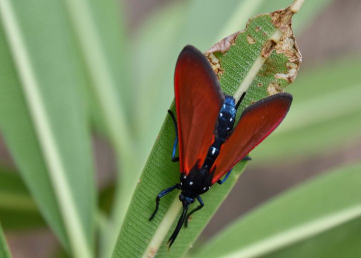 Spotted oleander caterpillar moth