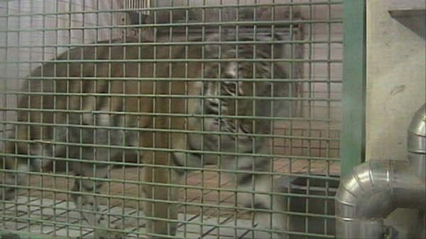 Surveillance Footage