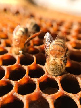 Fake Flow Hives / Counterfeits