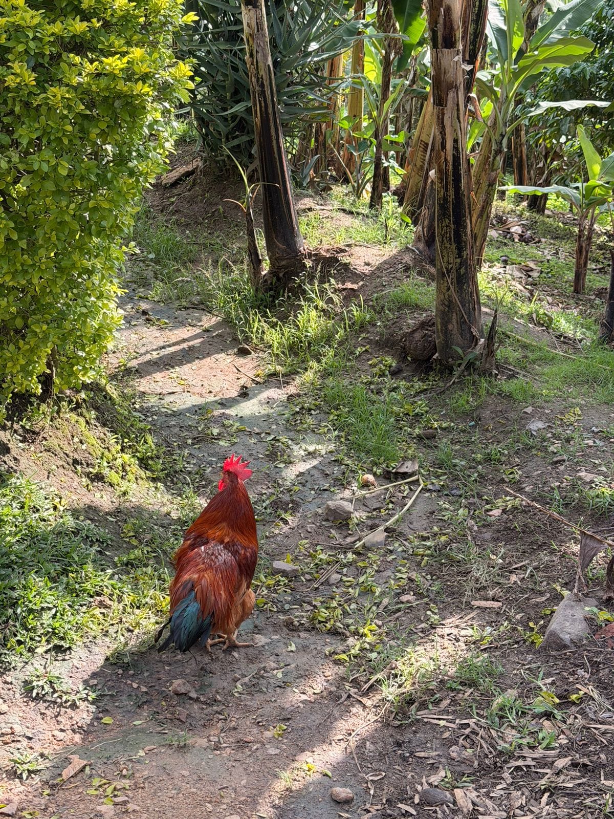 Photo of the chicken