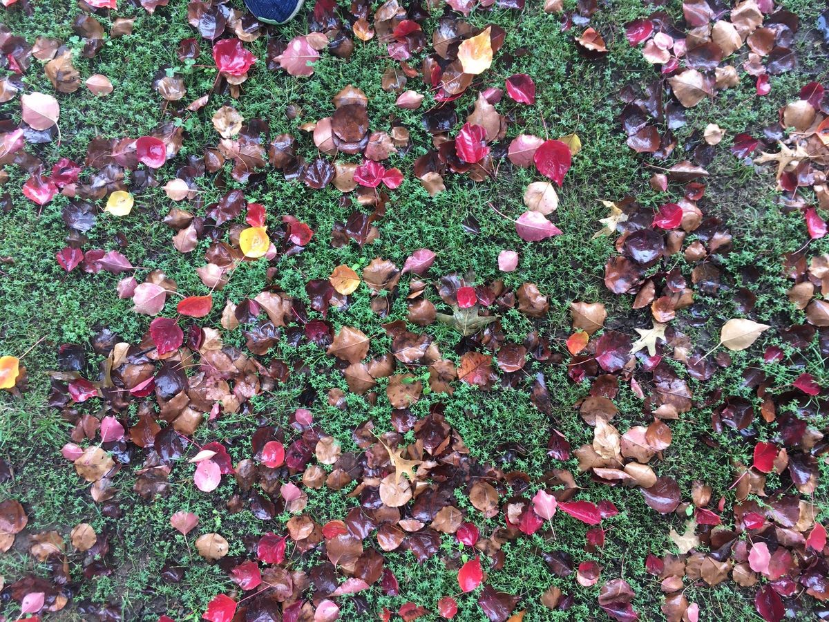 Red and brown leaves on a bed of short green grass