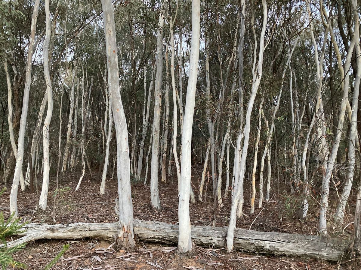 A grove of small, white gum trees on Mt Ainsl