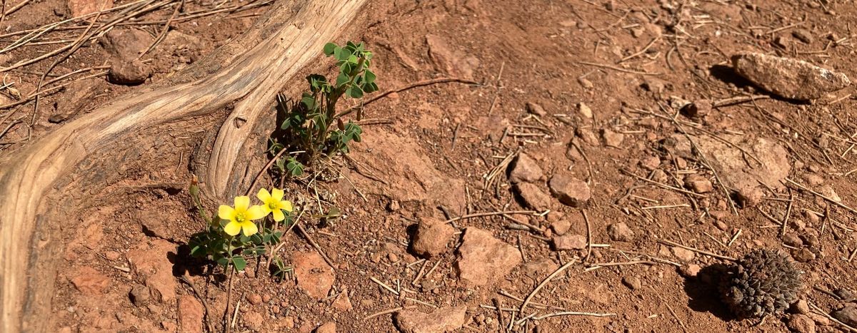 A small yellow flower, by a tree root, in a patch of rocky, red dirt