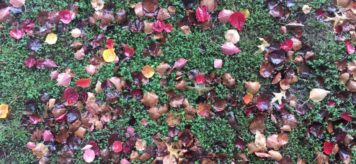 Autumn leaves on green grass