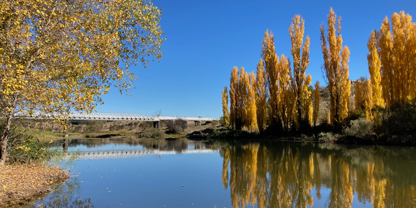Golden poplars reflecting in the glassy, still Snowy River. The Dalgety Bridge is in the background.