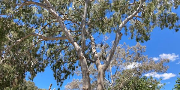 The branches of a gum tree against a blue sky, some white puffy clouds and a hint of power lines.