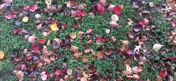 Autumn leaves on green grass