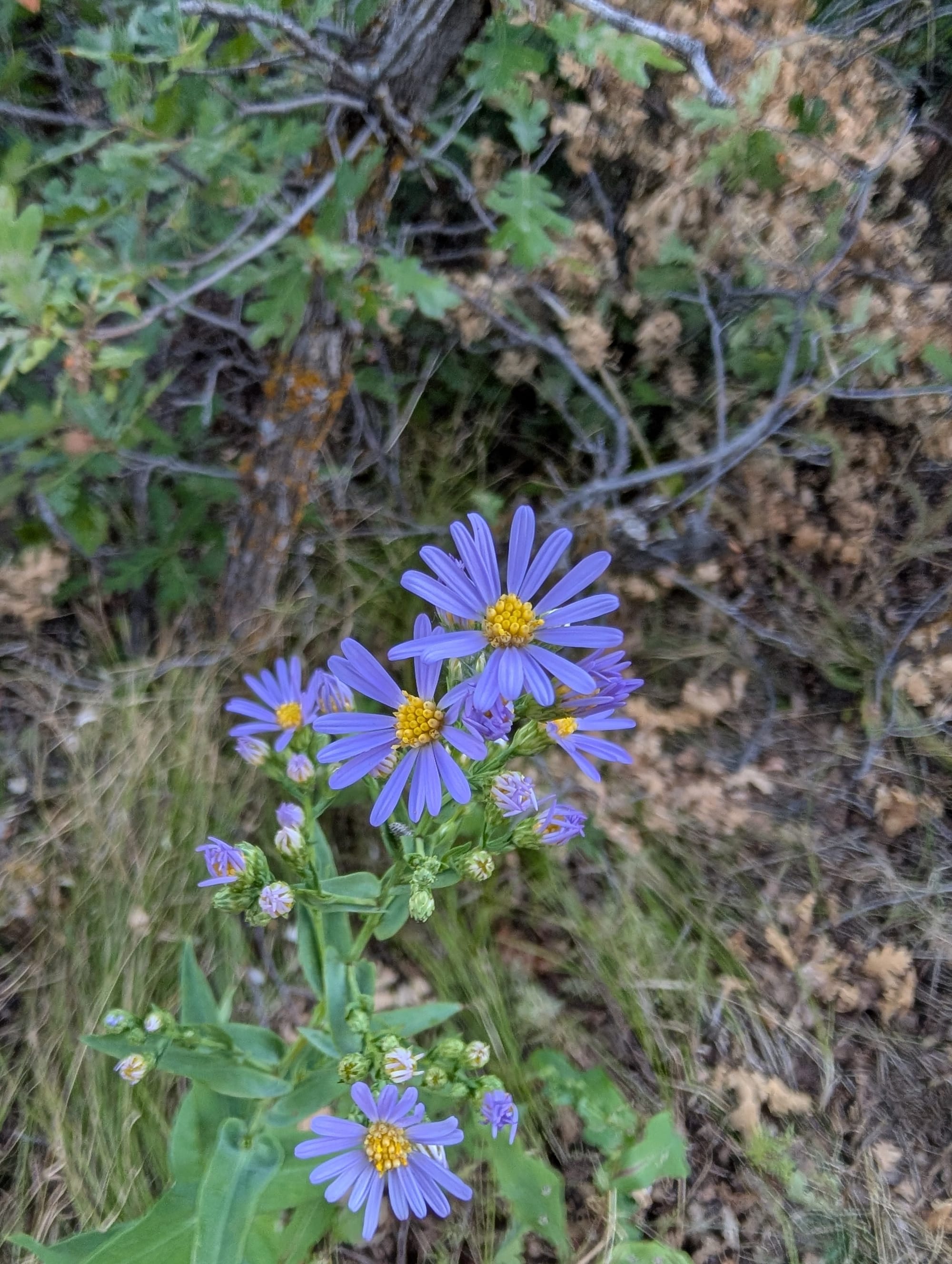 Spring Wildflowers along the Willow Creek and South Rim Look in Roxborough State Park, Colorado.