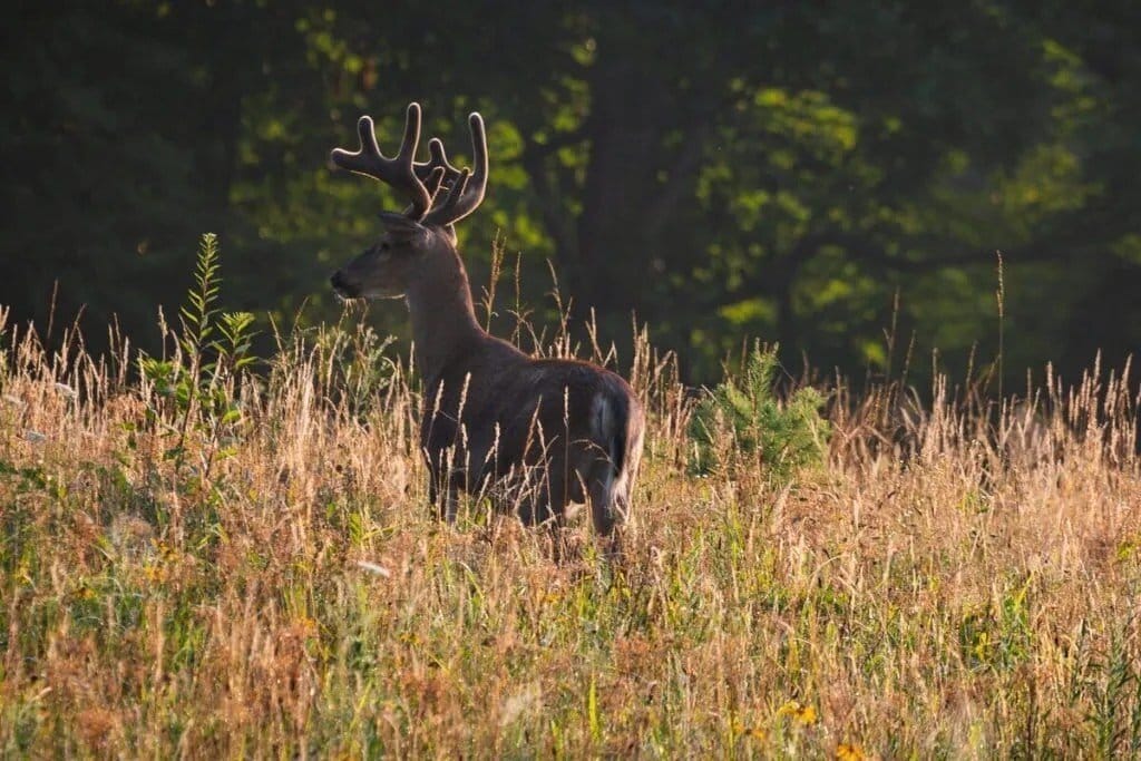 A deer during golden hour in the Great Smoky Mountains of Tennessee.