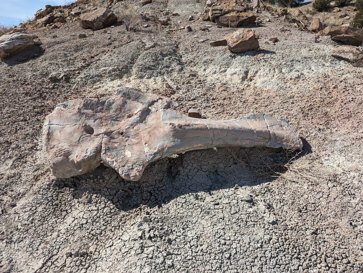 The cast of an Apatosaurus shoulder blade that was discovered in the Picketwire Canyon, Colorado.