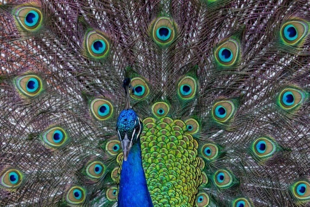 A peacock at the Cincinnati Zoo, Ohio.