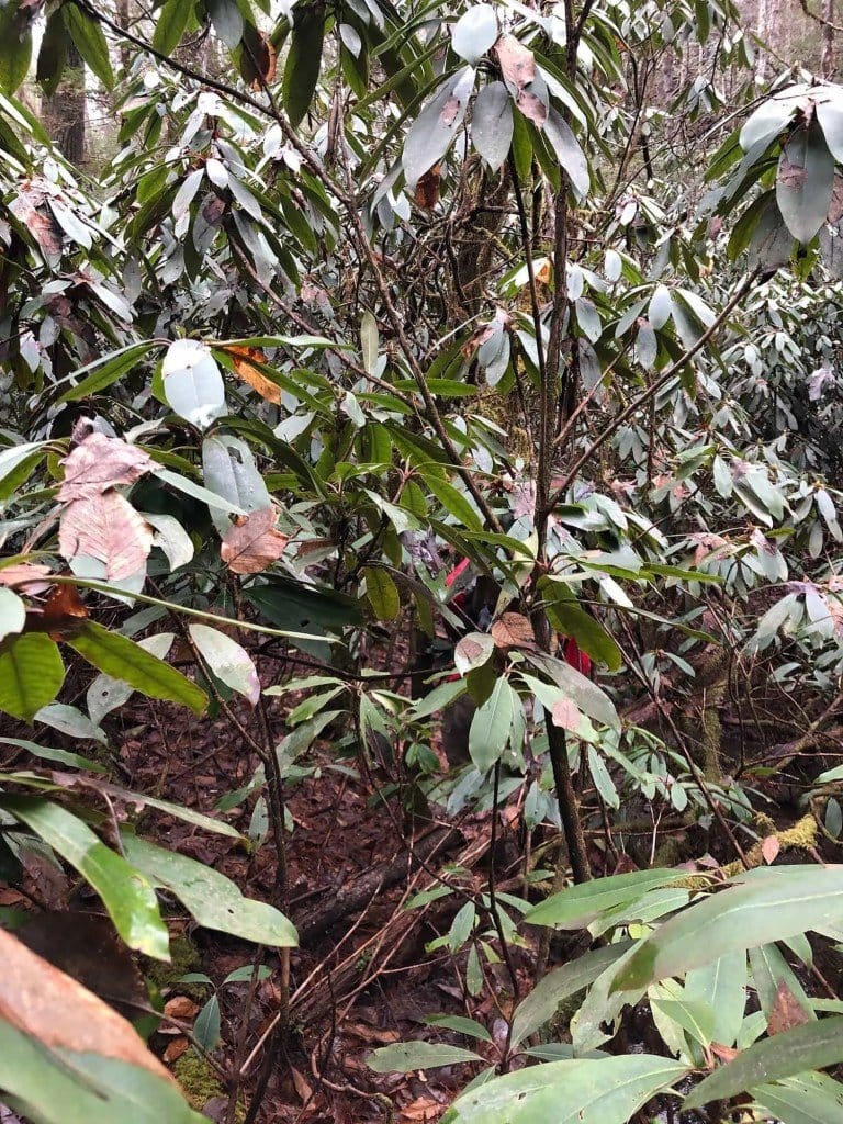 Thick rhododendron we had to bushwhack through.