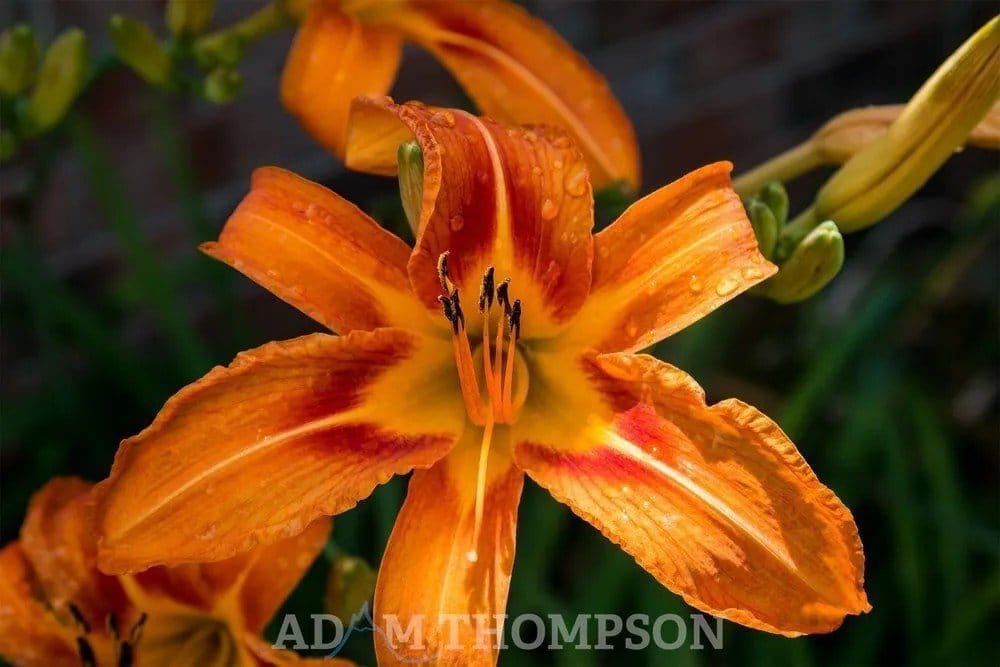 An example of a shallow depth of field.