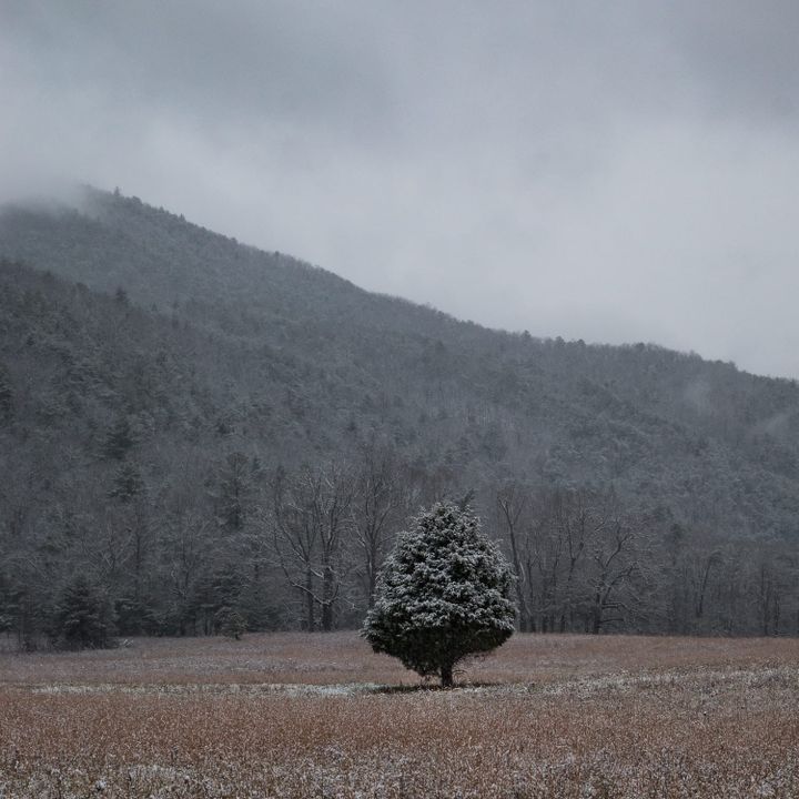 A lone tree standing in Cades Cove in the Great Smoky Mountains National Park, Tennessee.