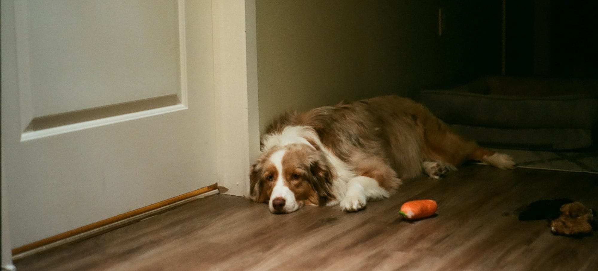 A brown and white dog laying on top of a wooden floor