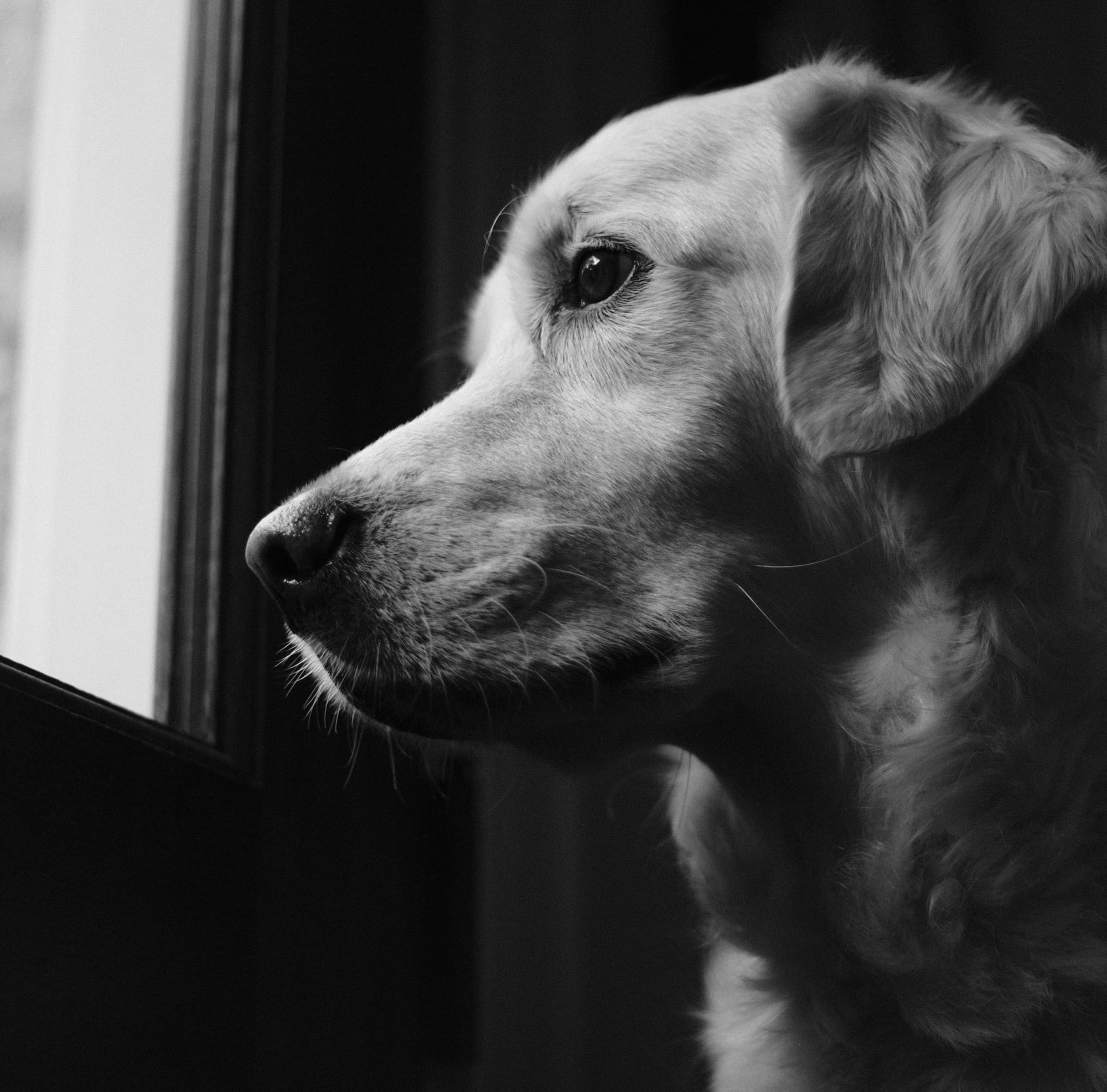 A golden retriever looks out a window.